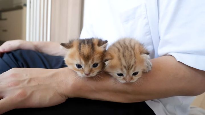 膝の上の子猫達