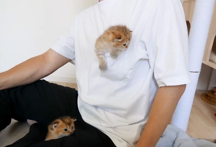 ポケットに入る子猫