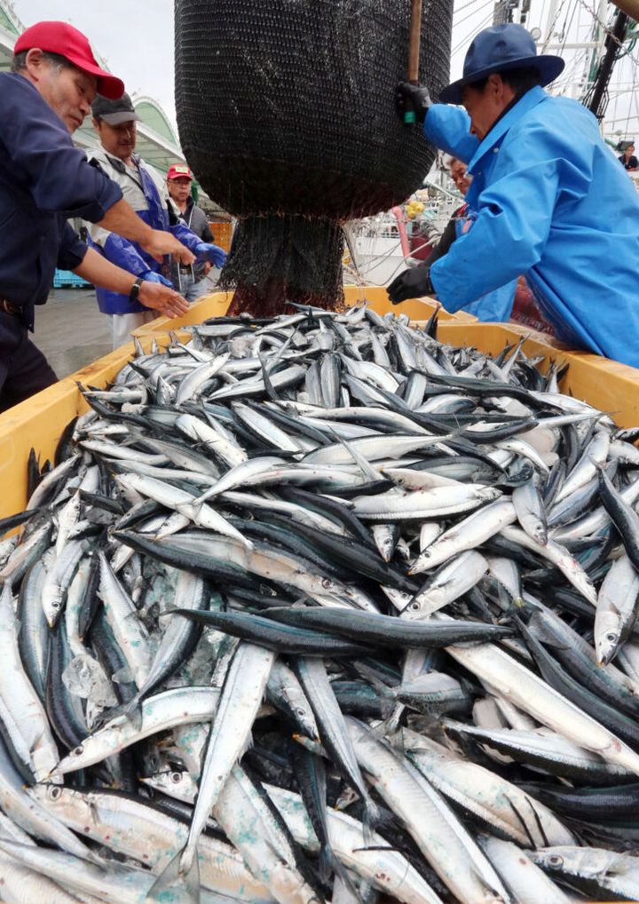 今年のサンマ漁は昨年の2倍を超える水準で好調な水揚げが続き、漁獲量は1カ月半で2万トンを超えたとみられることが25日、分かりました。