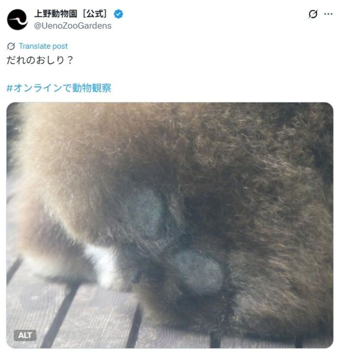 上野動物園の公式「X」アカウントより
