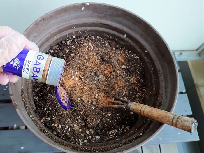 何度も植え替えて古い土に…土の量が多いので、シナモンはタップリかけて