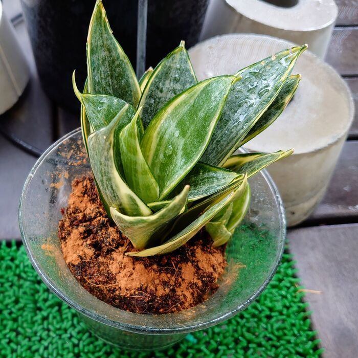 植替え以外にも土の上に掛けるだけ