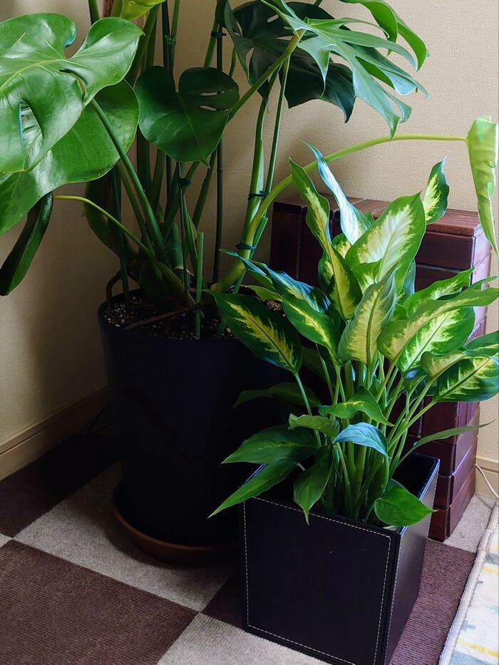 なんと580円と激安で購入したカミーラですが…