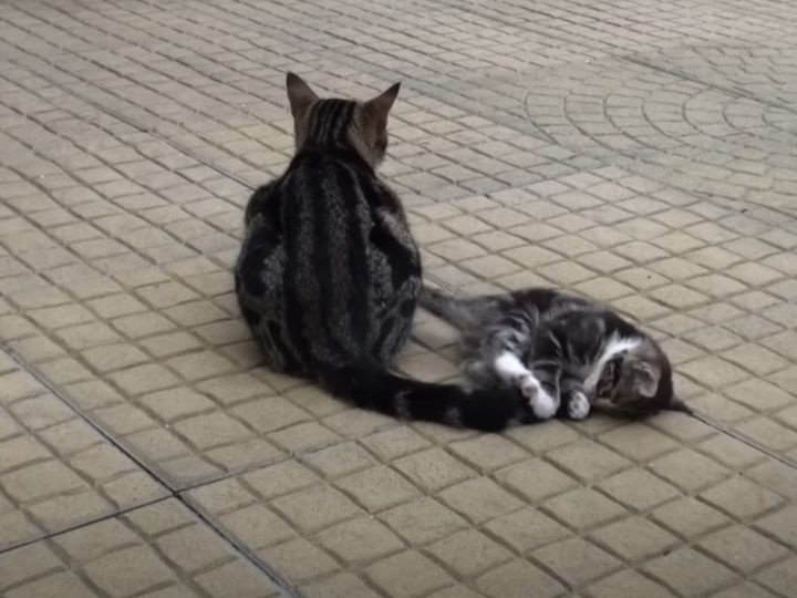 ママのしっぽに夢中！