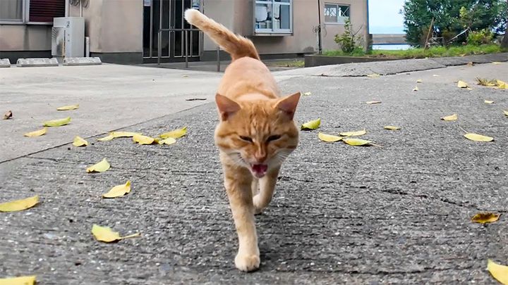 向かってきた猫