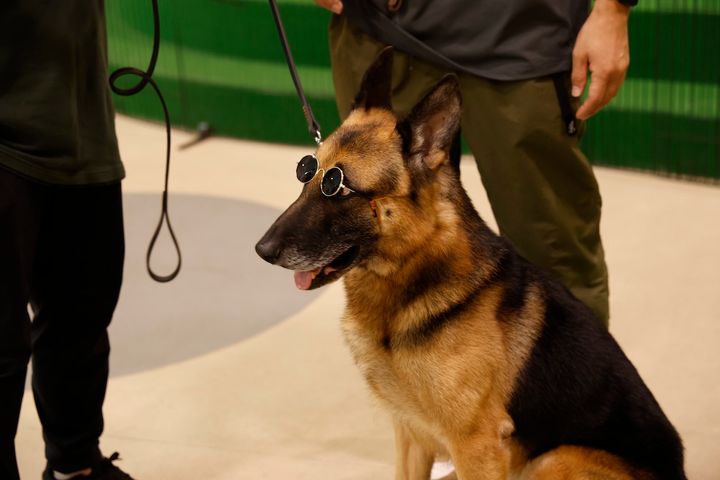 オダギリジョーが挑む前代未聞のイベント 50匹の犬を招いた“わんこ試写会”開催