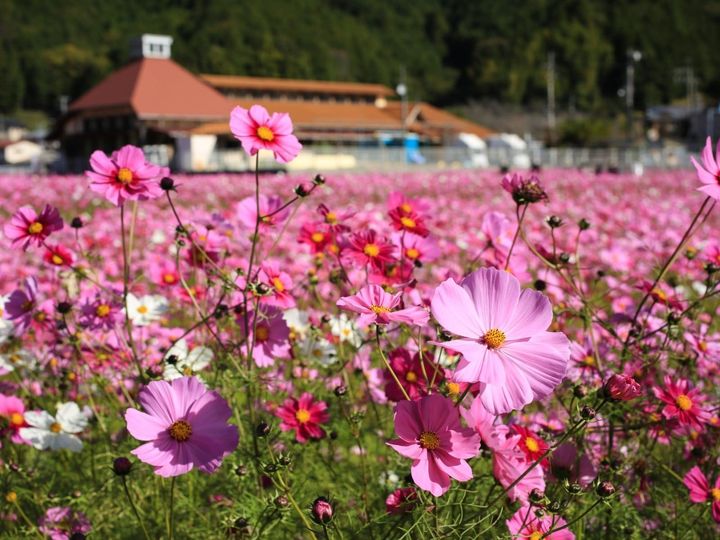 All About ニュース編集部は「コスモスの名所」に関するアンケート調査を実施。「好き＆行ってみたい中国・四国地方のコスモスの名所」ランキングで1位に選ばれたのは？