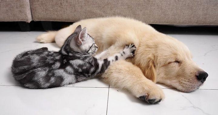 ゴールデンレトリバーに恋した子猫