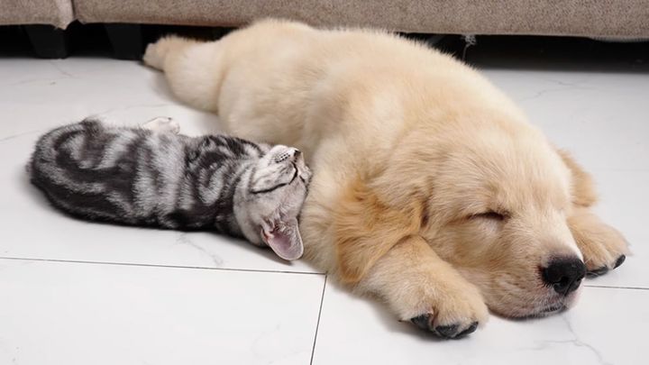 ゴールデンレトリバーに恋した子猫