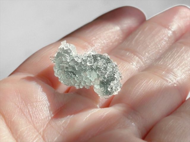 カンデミーナグミジャリシャリ