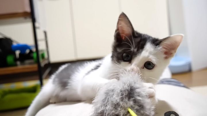 お腹の上で大暴れする子猫