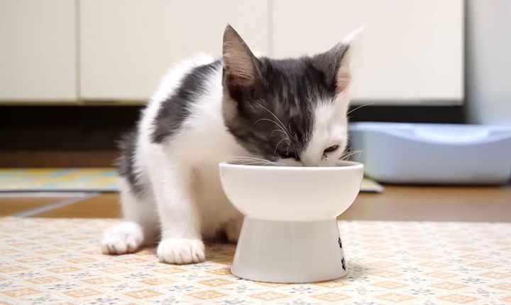 ご飯を食べる子猫