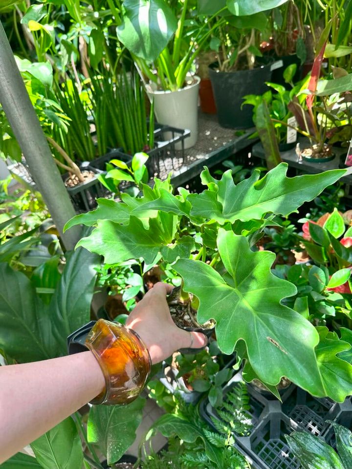 Botanical Atelier Ressourcesの月イチセールへ菅沼伊万里