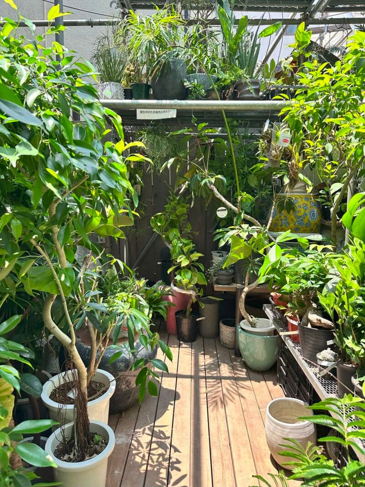 Botanical Atelier Ressourcesの月イチセールへ菅沼伊万里