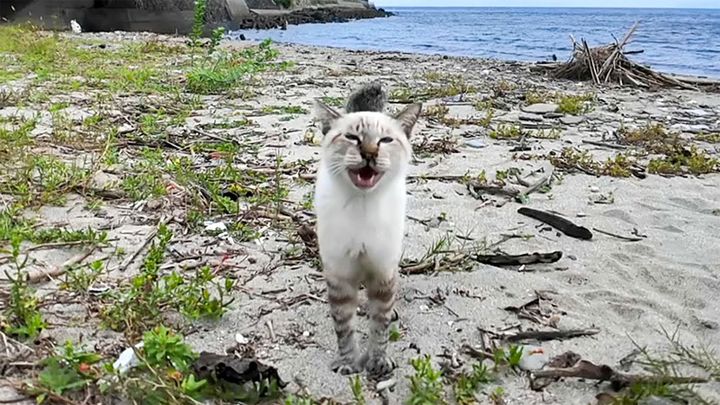 浜辺で出会った猫