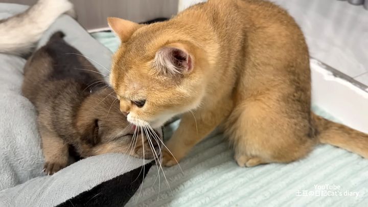 子犬を世話する猫