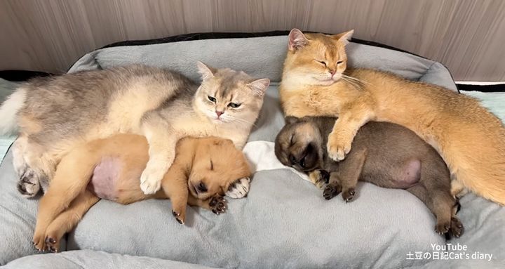 子犬を抱きしめる猫達