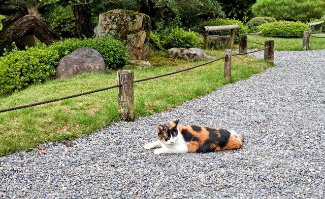 まだ撫でて欲しそうなにゃんこ