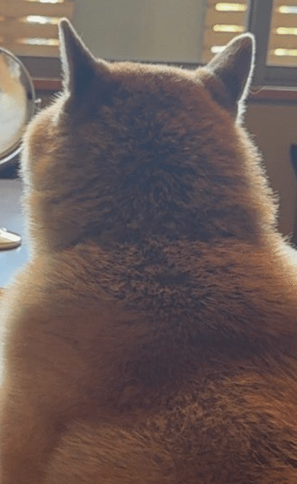 筆者は愛犬家で、甲斐犬ミックスの女の子を飼っています。