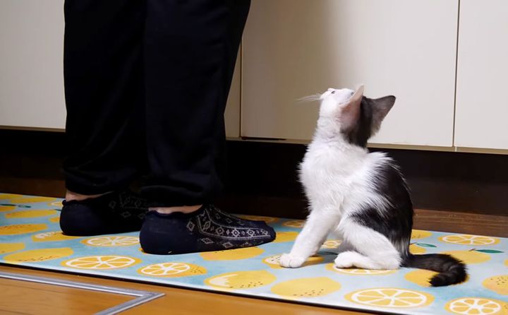 ご飯と勘違いしちゃった子猫