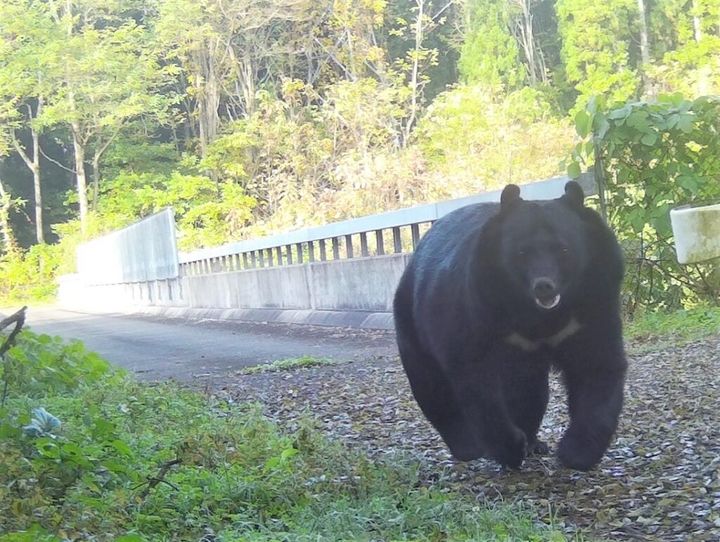 27日午前11時15分ごろ、岐阜県飛騨市神岡町東漆山の山中で、わなにかかったツキノワグマを駆除していた猟友会の80代男性がそのそばで足を滑らせて転倒、クマに頭部を引っかかれるなどして負傷しました。男性は市の「鳥獣被害対策実施隊員」で、命に別条はありませんでした。