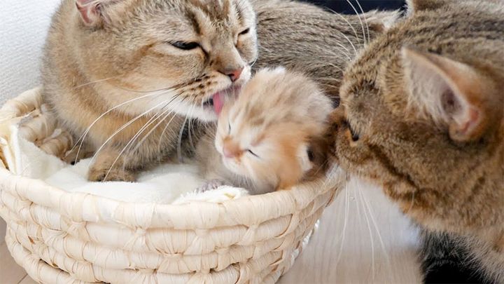 両側から舐められる子猫