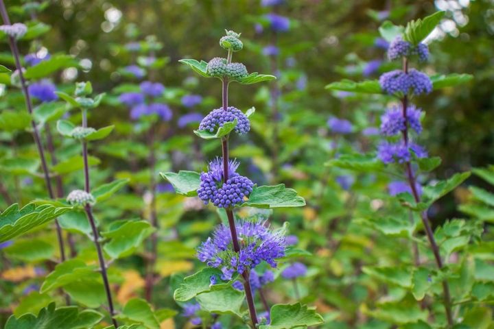 9月28日の花とは？【366日の誕生花と幸せの花言葉】