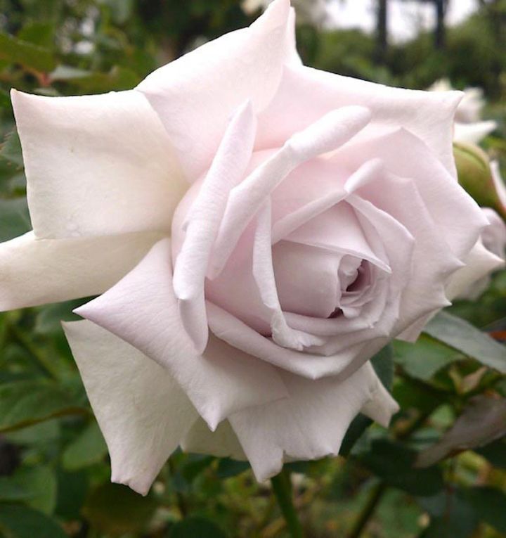 これぞ剣弁高芯咲きという整った花形の‘マダム高木’。バラ研究家の高木絢子さんの名をつけたバラで、素敵な香りと大人っぽい花色にも惹かれます。