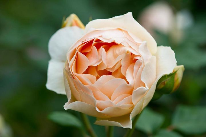 ‘ジュードジオブスキュア’はアプリコット色のディープカップ咲き。大輪で香りがとてもよく、満開になるまでわくわくします。