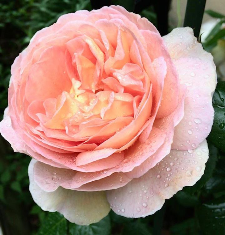 典型的な大輪カップ咲きのイングリッシュローズ。外弁が下り、内の花がカップ状に保たれているときの形をカップ＆ソーサーの花形と言います。（筆者撮影）