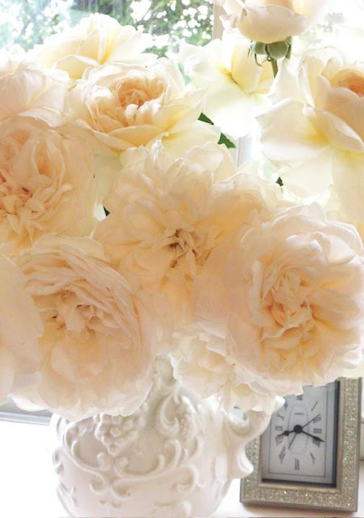 ‘スイートメモリー’と思われるロゼット咲きのバラ‘サマーメモリーズ’を活けた写真。クリーミーホワイトのバラが白の花瓶によく調和しています。