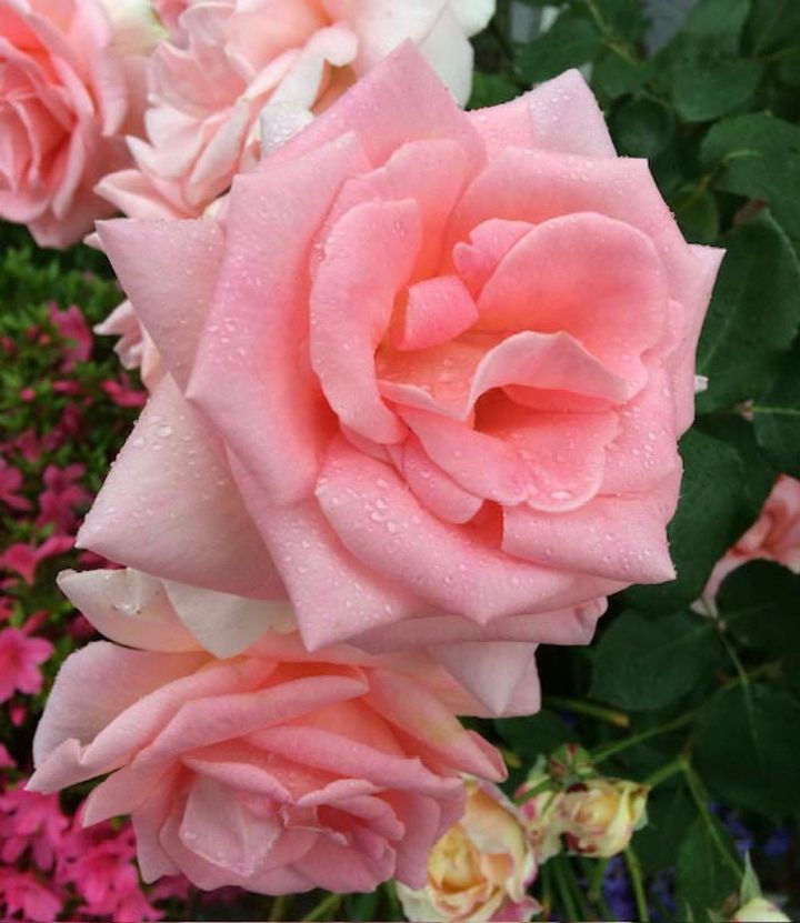 剣弁高芯咲きのHT ‘サマーレディ’。大輪ですが花付きがよく、温かみのあるピンクの花が庭を彩ります。丈夫で香りもあります。（筆者撮影）