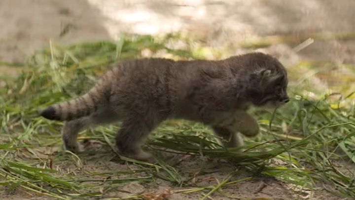 マヌルネコの子猫