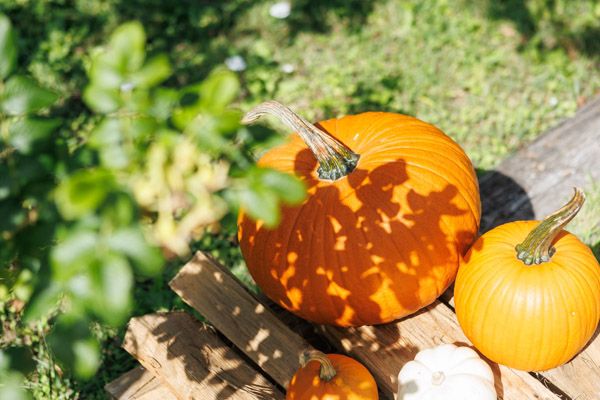 【山梨県北杜市】ナチュラルガーデンズMOEGIで「萌木の村ハロウィンマンス2025～魔女とカボチャのガーデンパーティー」開催