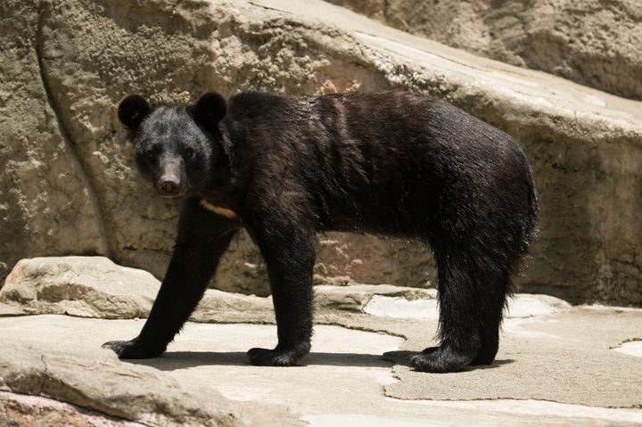 人に危害を加えたクマが駆除されたときに「クマがかわいそう」と苦情を言う人の心理状態とは？（画像はイメージ）
