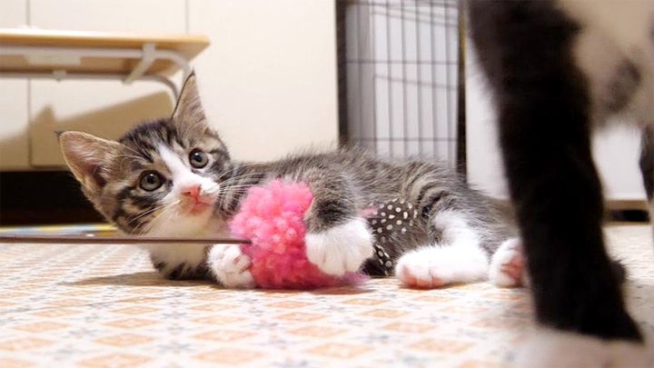 遊ぶ子猫