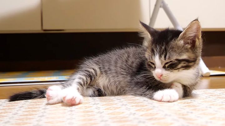 電池切れした子猫