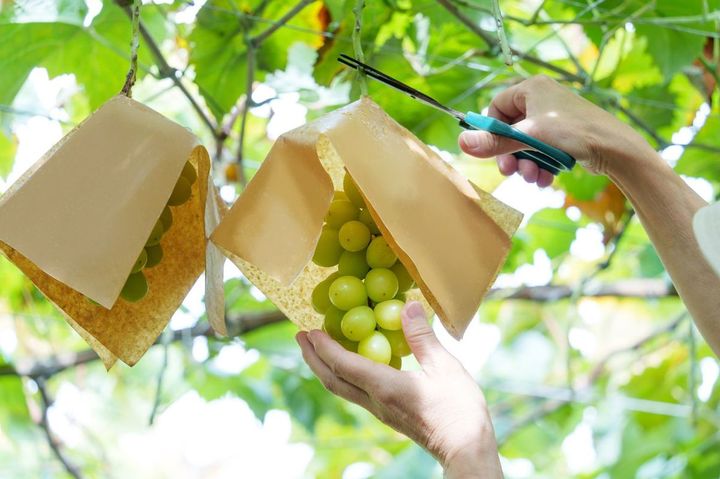 シャインマスカットの収穫