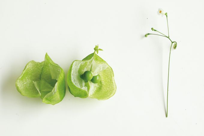 お散歩で遊ぼう♪ 秋の草花「フウセンカズラのさる」の作り方の画像3