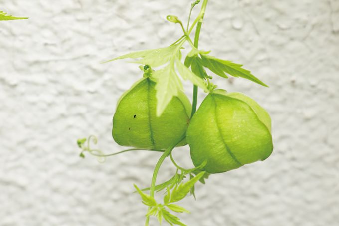 お散歩で遊ぼう♪ 秋の草花「フウセンカズラのさる」の作り方の画像2