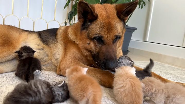 子猫に突撃される犬