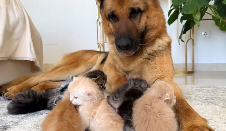 子猫に突撃される犬