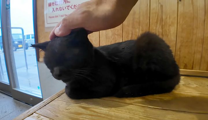 ナデナデされる猫