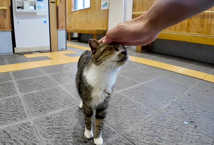 挨拶しに来た猫