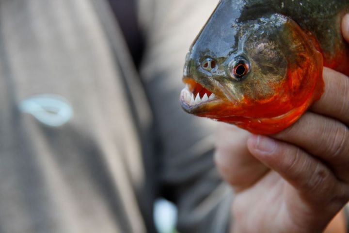 夜間にケイマン（ワニ）を探したり、ピラニア釣りをしたりといった参加型のアクティビティも多い。上陸してインディオの村を訪れたりも
