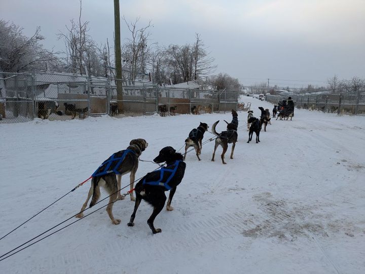 北欧でもカナダでも犬ぞり体験ができる。写真はカナダ・イエローナイフ