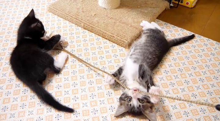 音が出るオモチャに夢中の子猫達