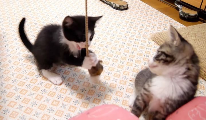 音が出るオモチャに夢中の子猫達