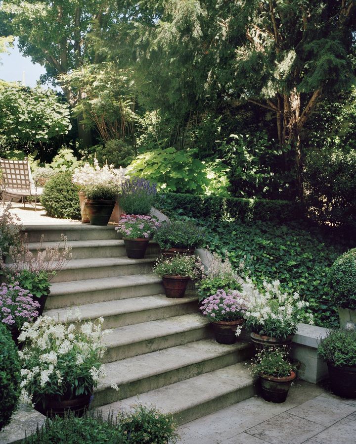 庭へと向かう階段には、鉢植えのツワブキ、「マーメイド」ラベンダー、サルビアが並ぶ。