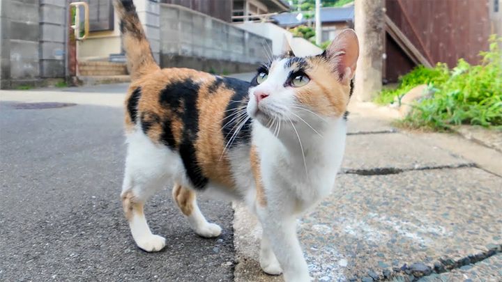 路地裏で出会った猫